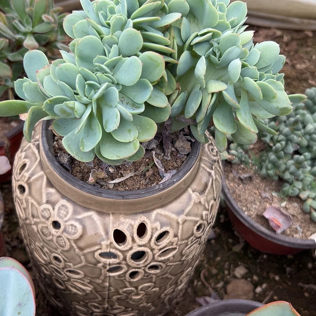 多肉植物碧桃缀化