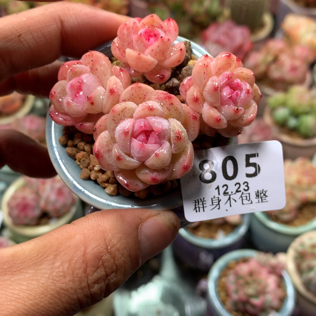 精控拇指盆12.23805