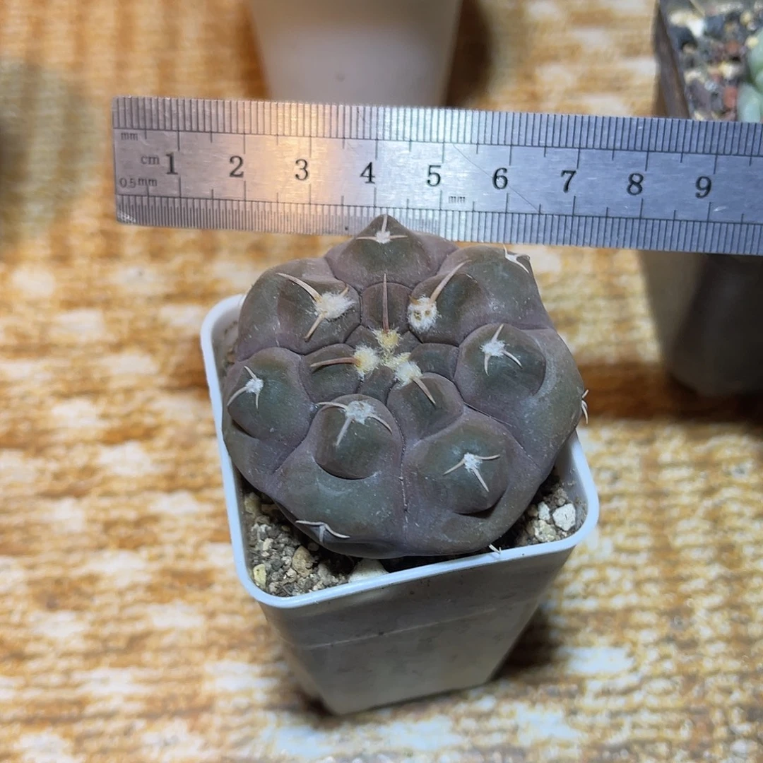 实生龟甲铅皮仙人球