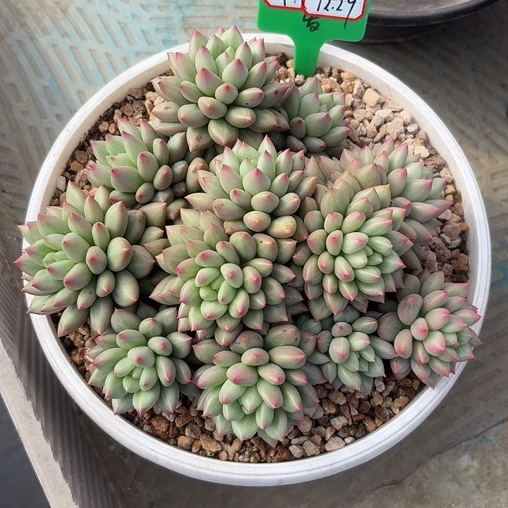 米其林无砍多头颖寄养加运费