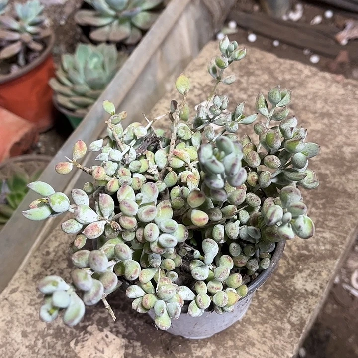 达摩福娘老桩量拍