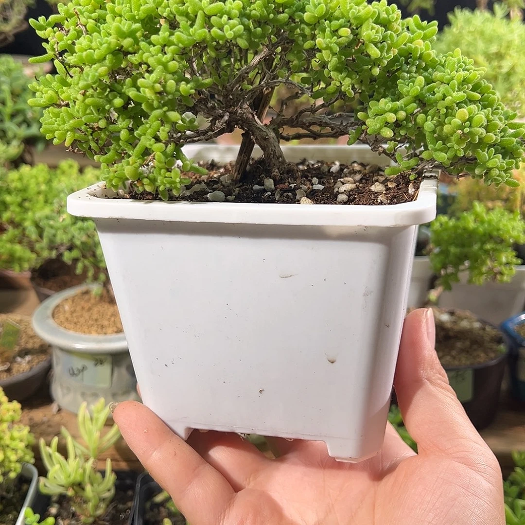 0023大号蜜橘精致造型老桩