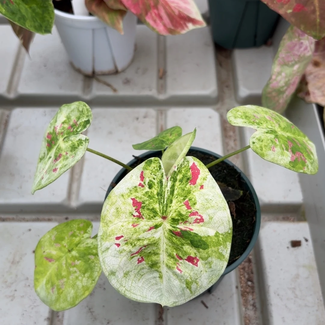 青苹果乐园78-1222