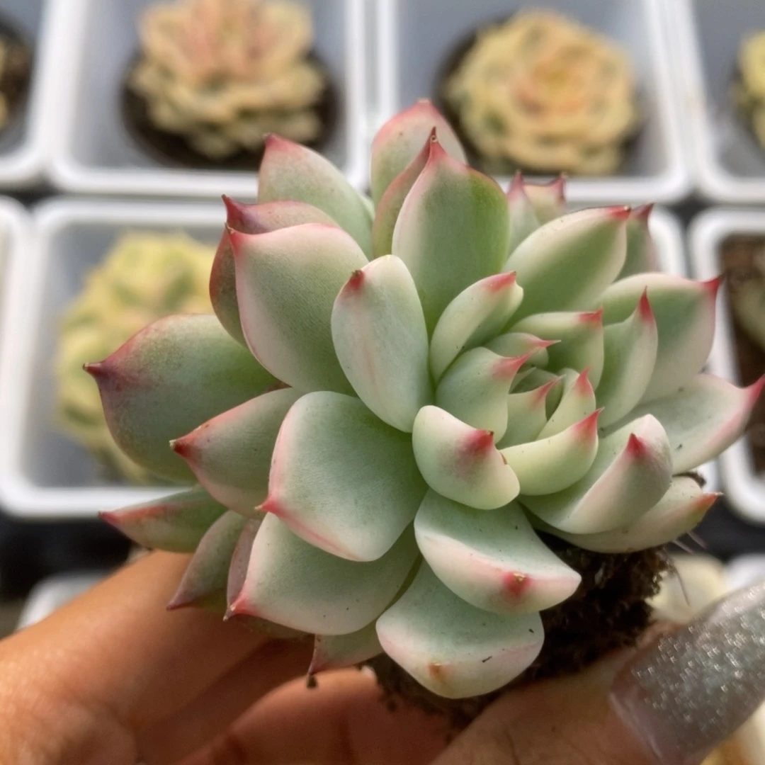 344锦锦锦锦锦锦锦锦