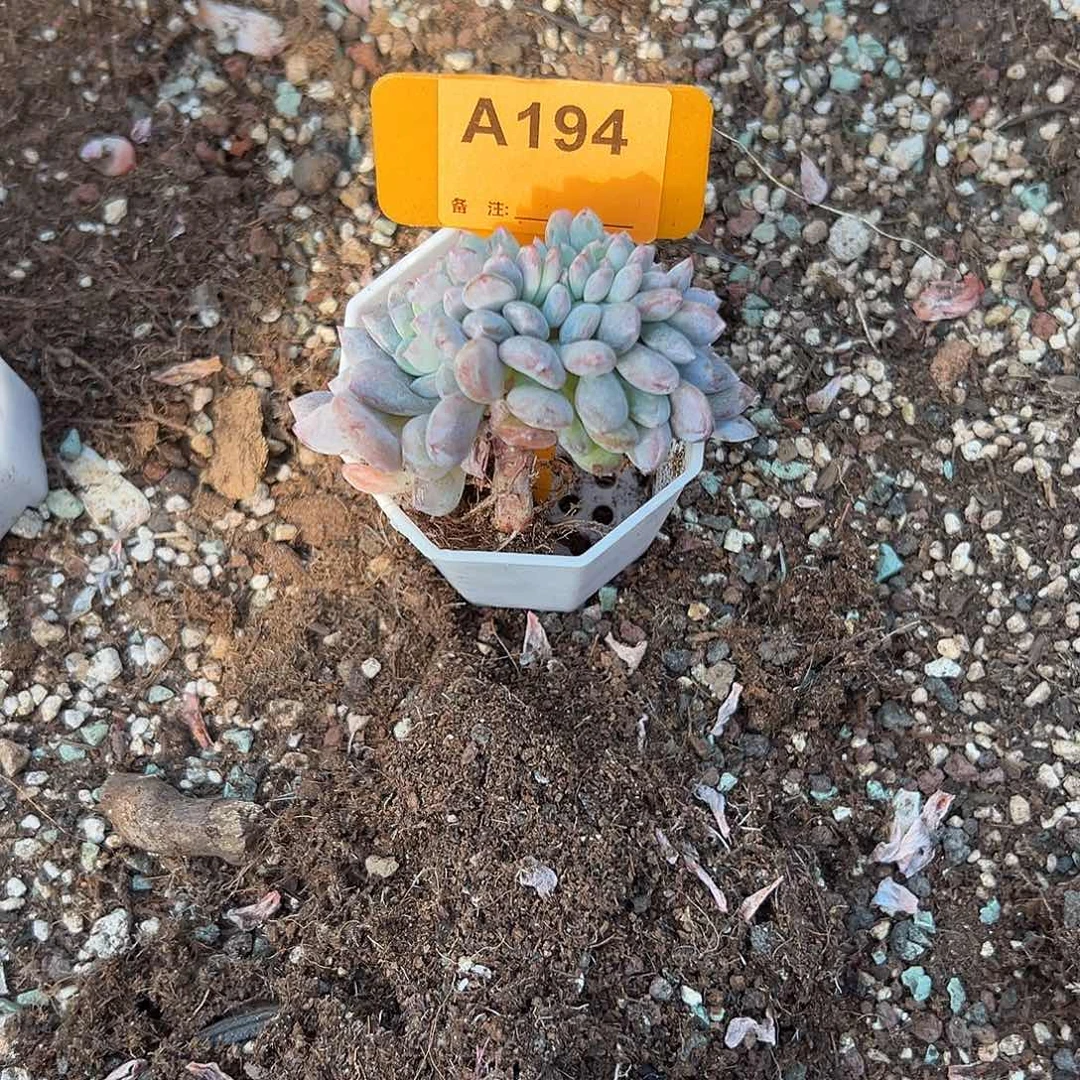 慢***去多肉植物一物一拍