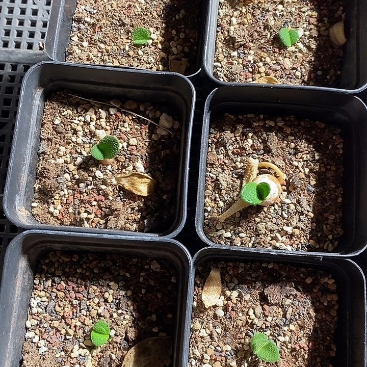 7400。 刺叶茅台一盒。