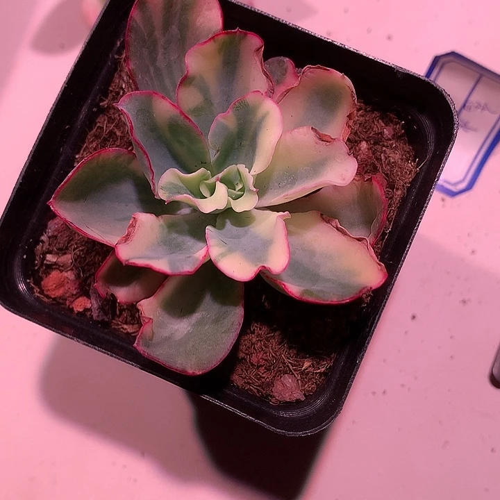 镜***月水瓶座锦锦锦锦锦锦