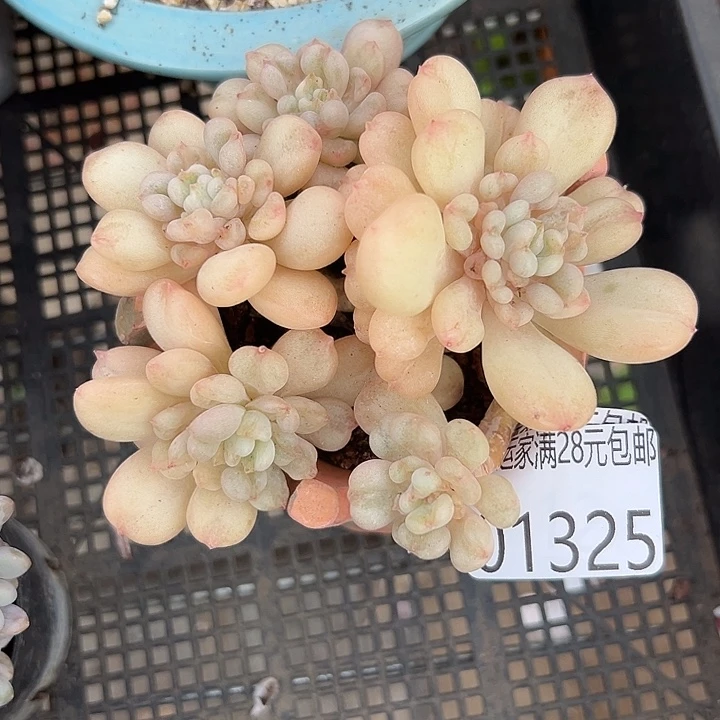 幸运的是我还没遇到幸运