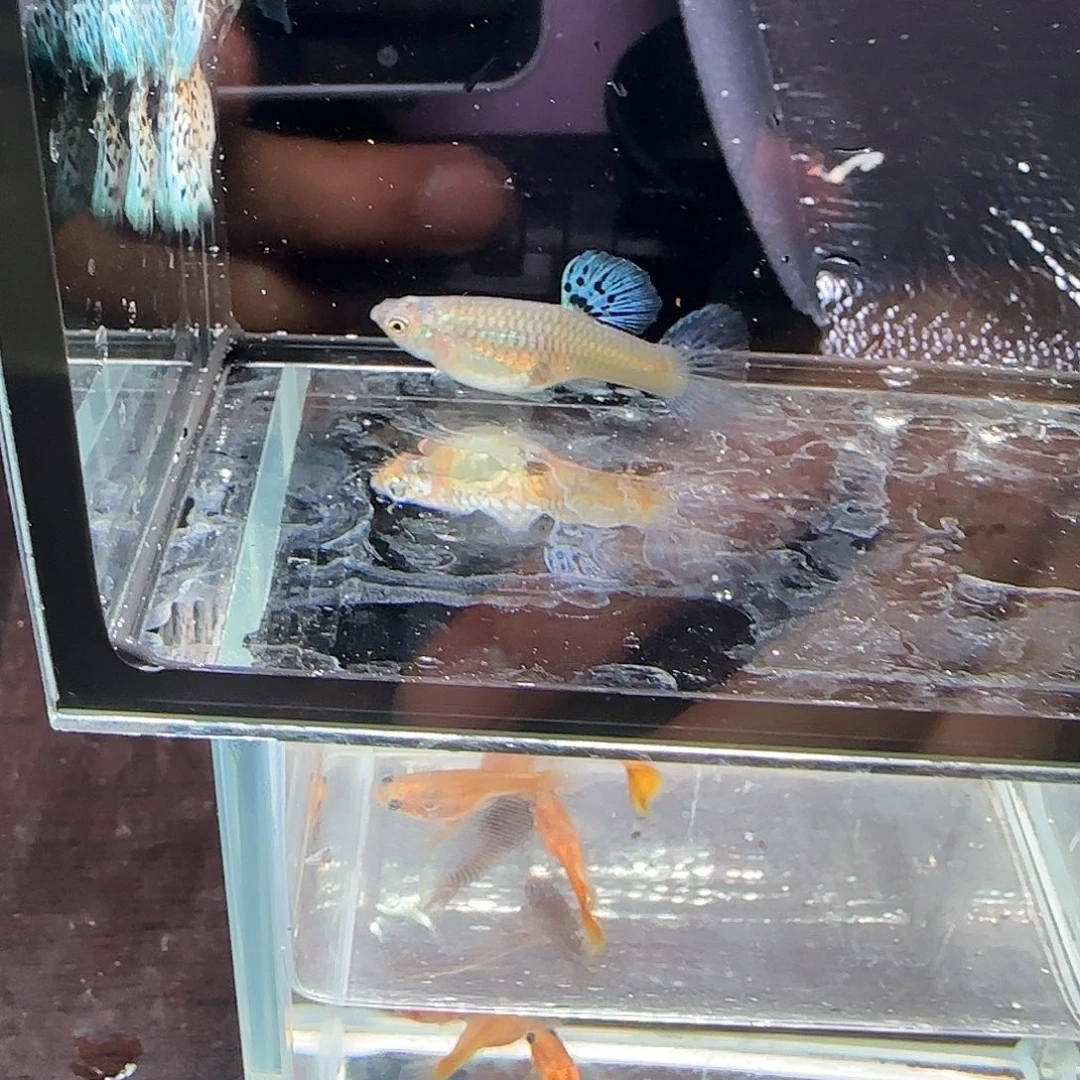 孔雀鱼银河白蛇一对，三个月