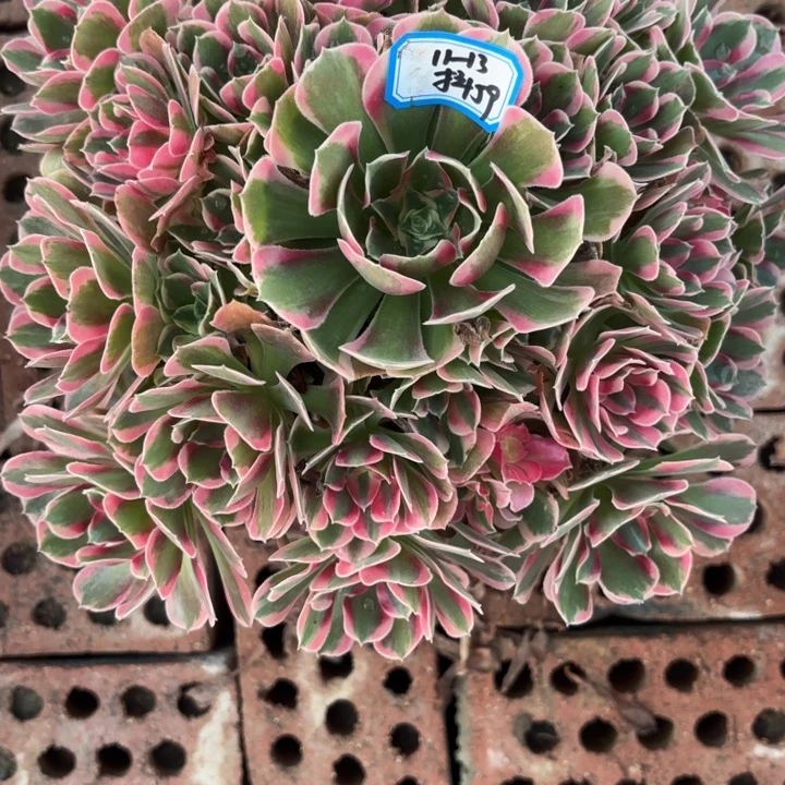 粉女巫变异少女歪不包损59