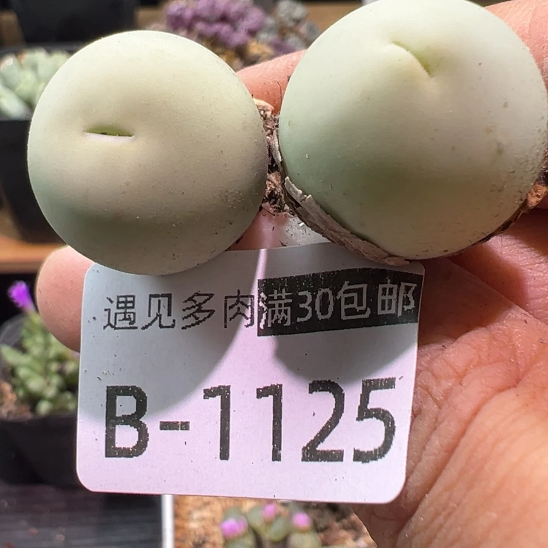 多肉植物1111111111111