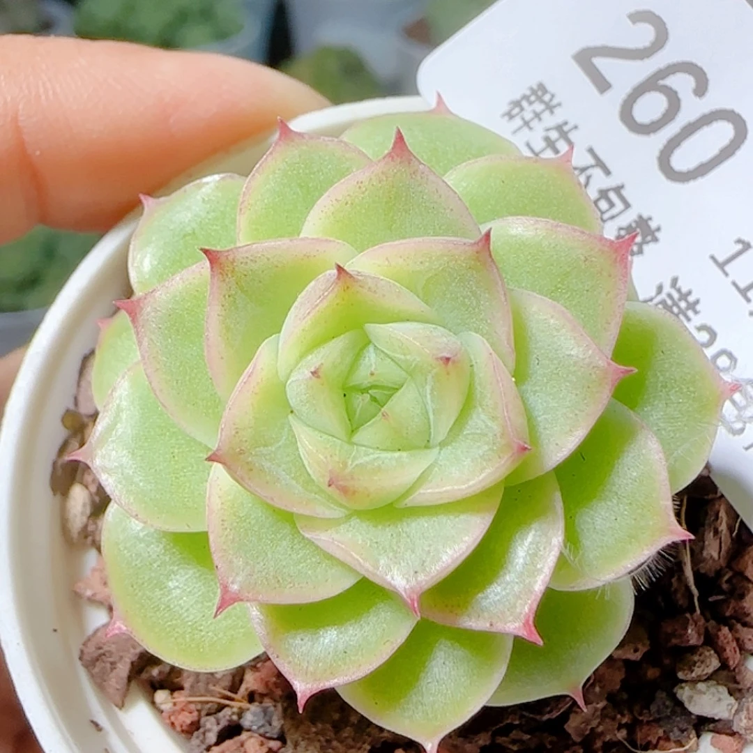 1112-260优选麦杆