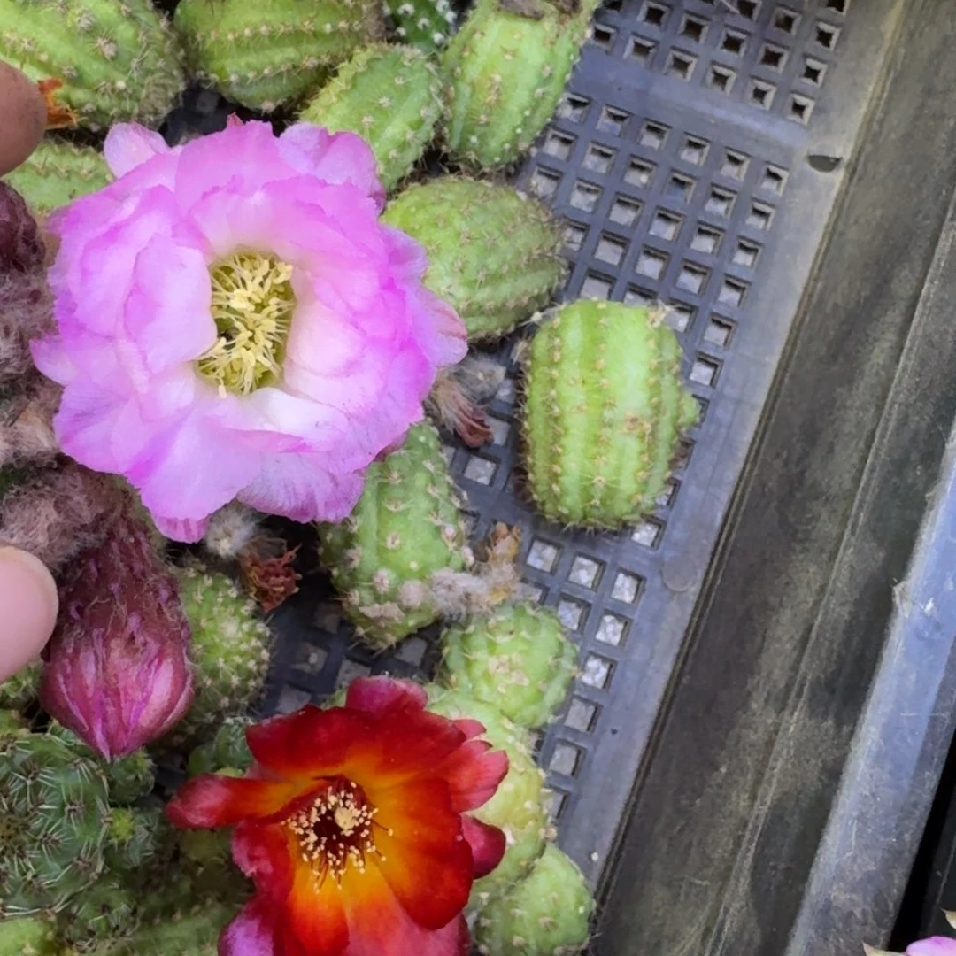 323白檀华丽粉2个无根侧牙，20包邮小