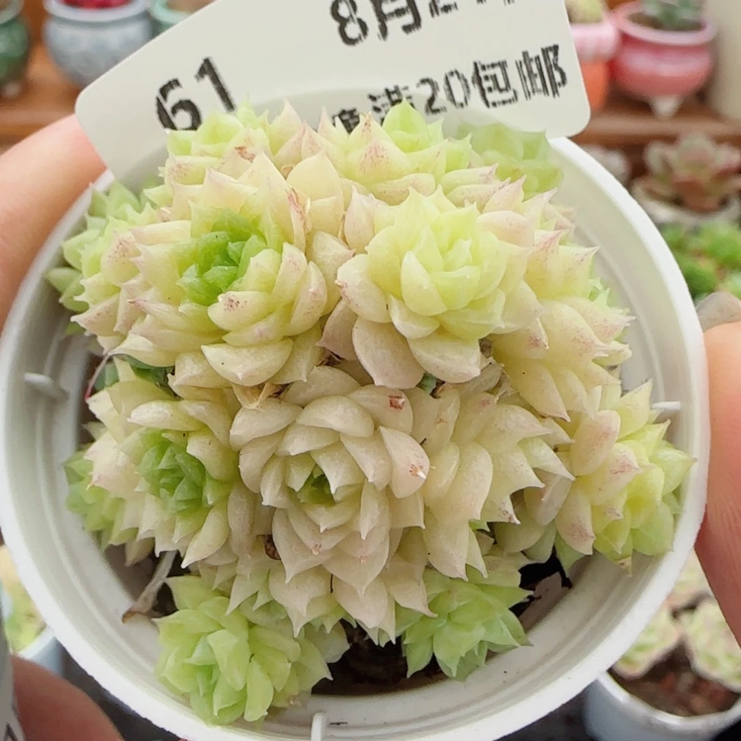 花语逸镜0821-61散