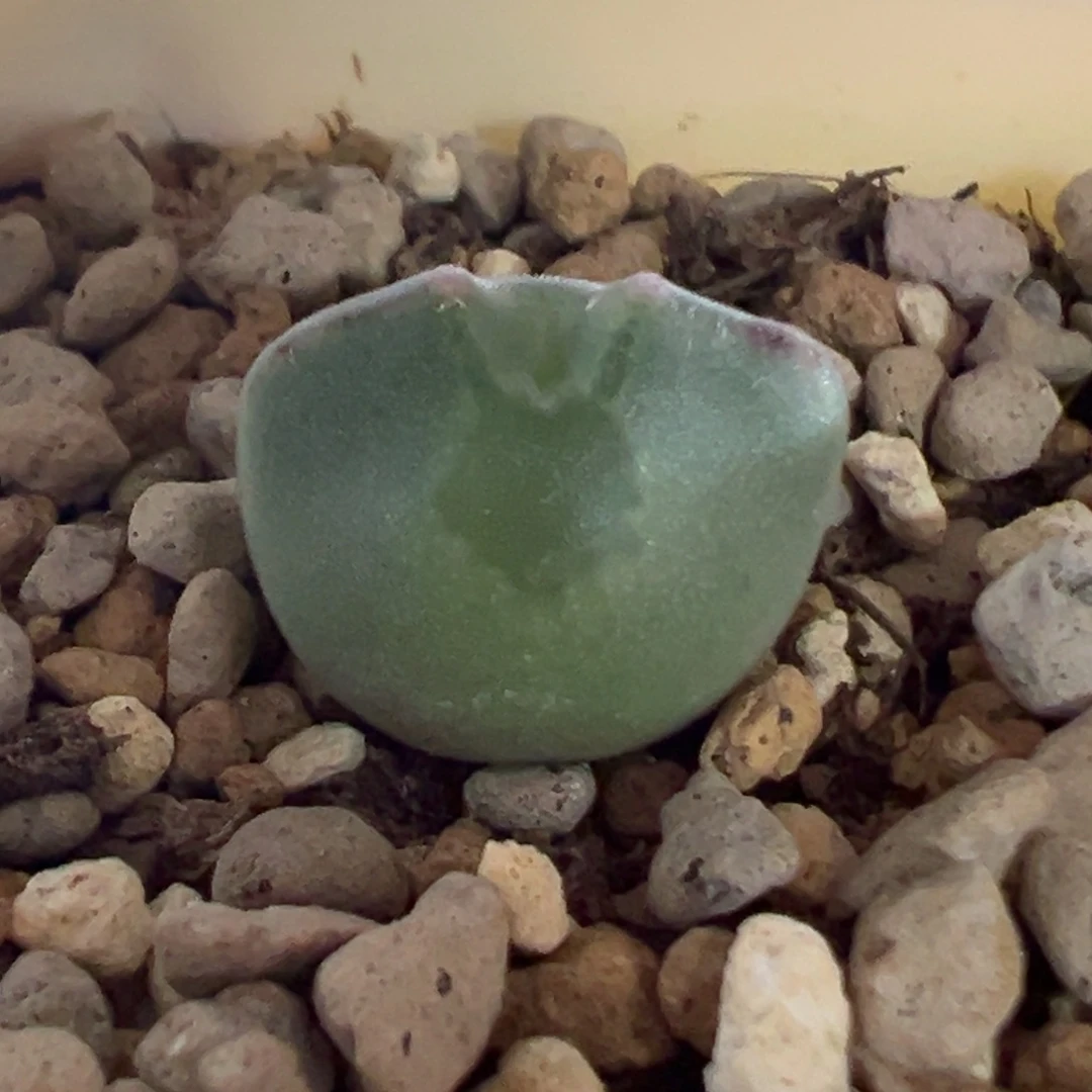 w/539/青蛙大眼空蝉。3年 超球体 超短耳 大大眼 88折后价