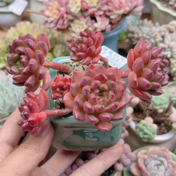 233 红宝石 带陶瓷盆发货 满28包邮