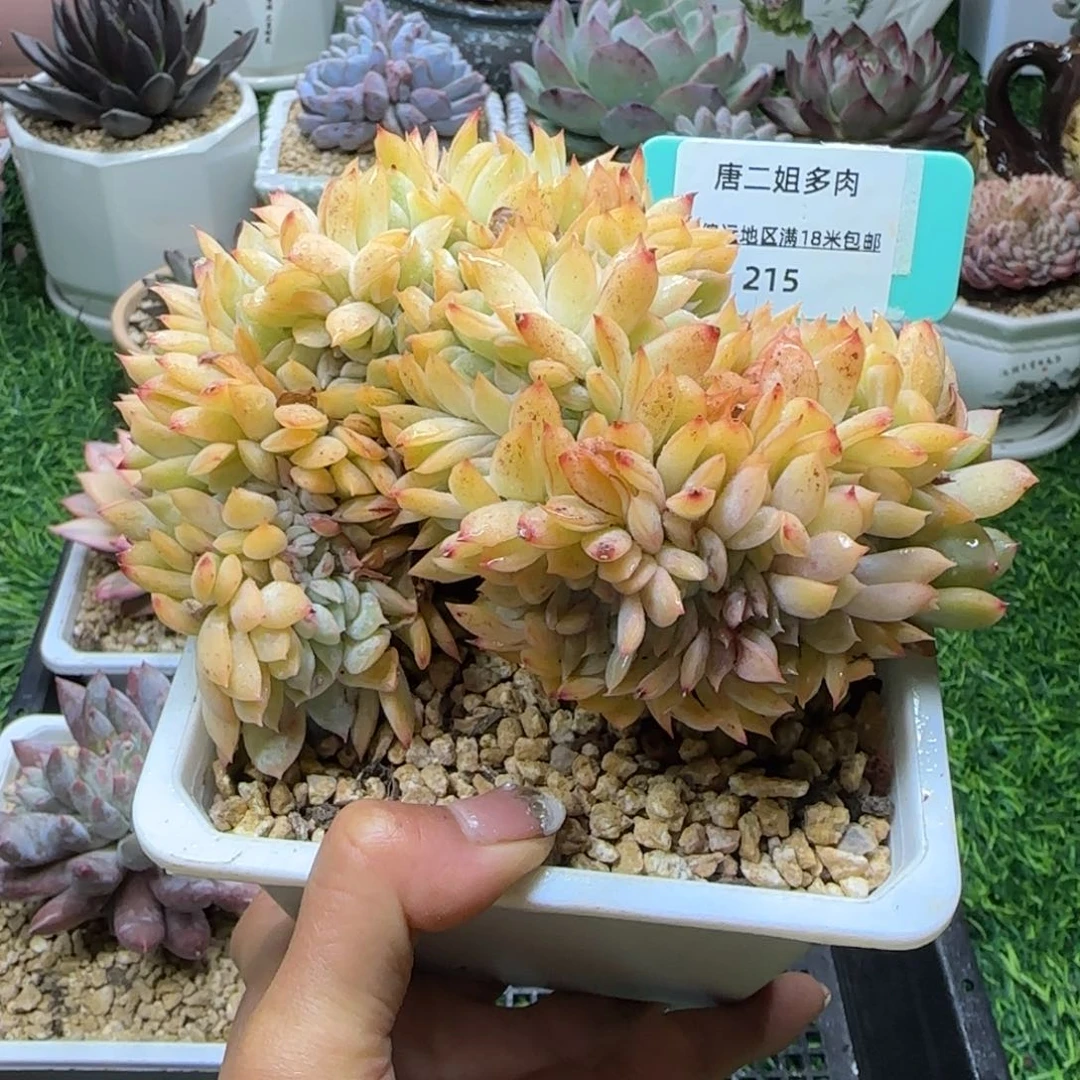唐二姐多肉编号215