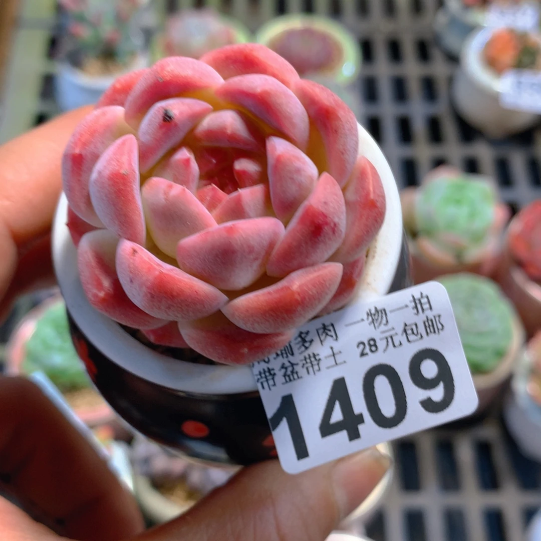 精控多肉植物1409