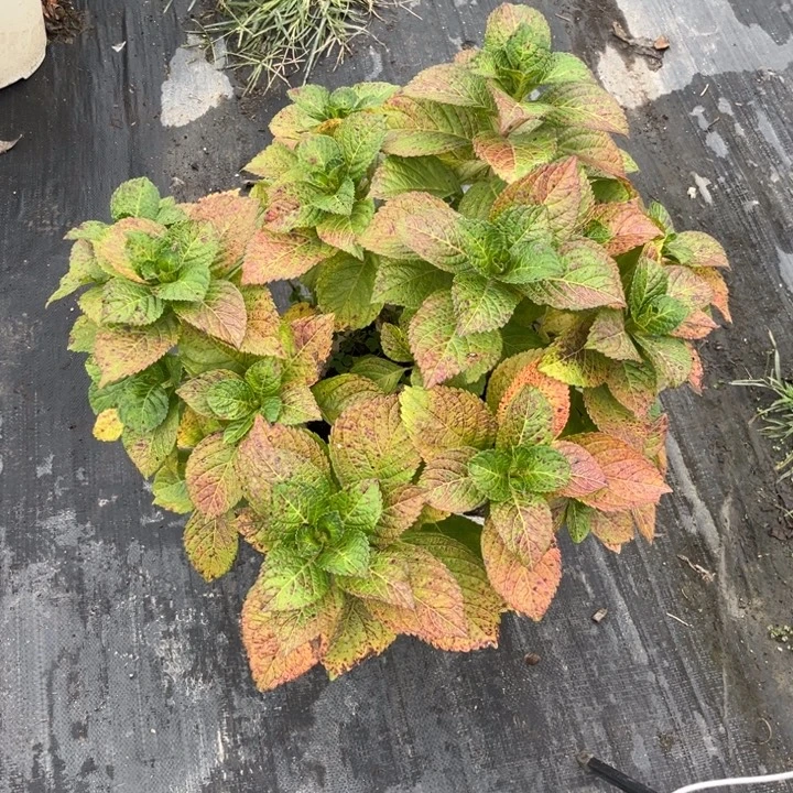 月之女神300直立大花重瓣白边