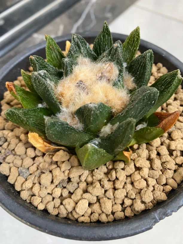 仙人球，牡丹，勃式