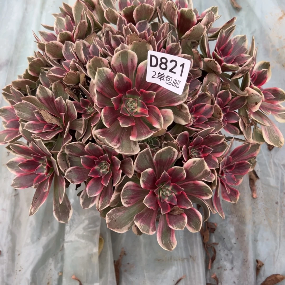 821多肉   浣纱不包断头