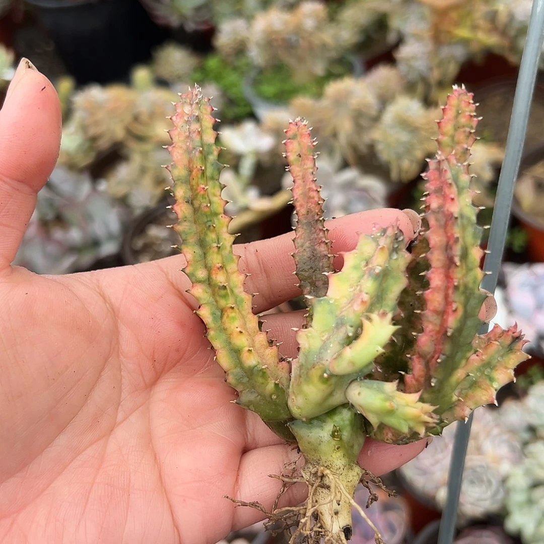 多肉植物多肉植物