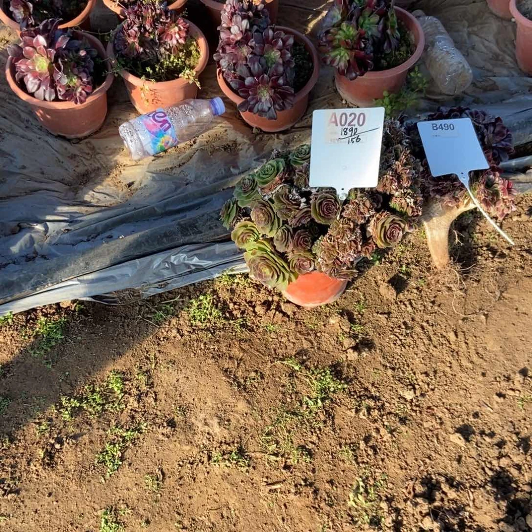 风***好A020万圣节干伤处理