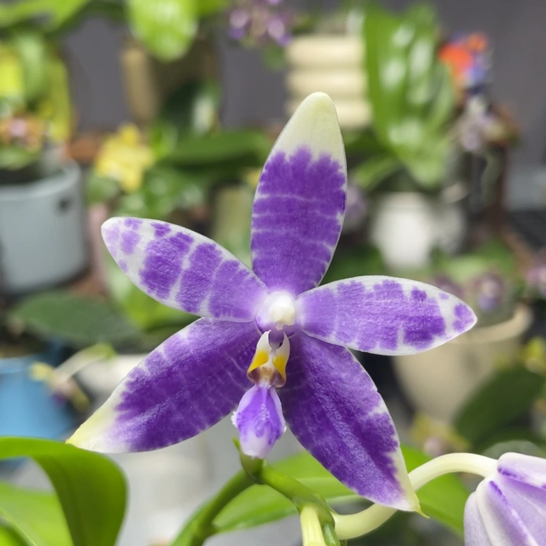 完全开放盲盒，2.5杯开花株