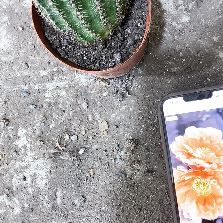 香橙多，高10公分左右