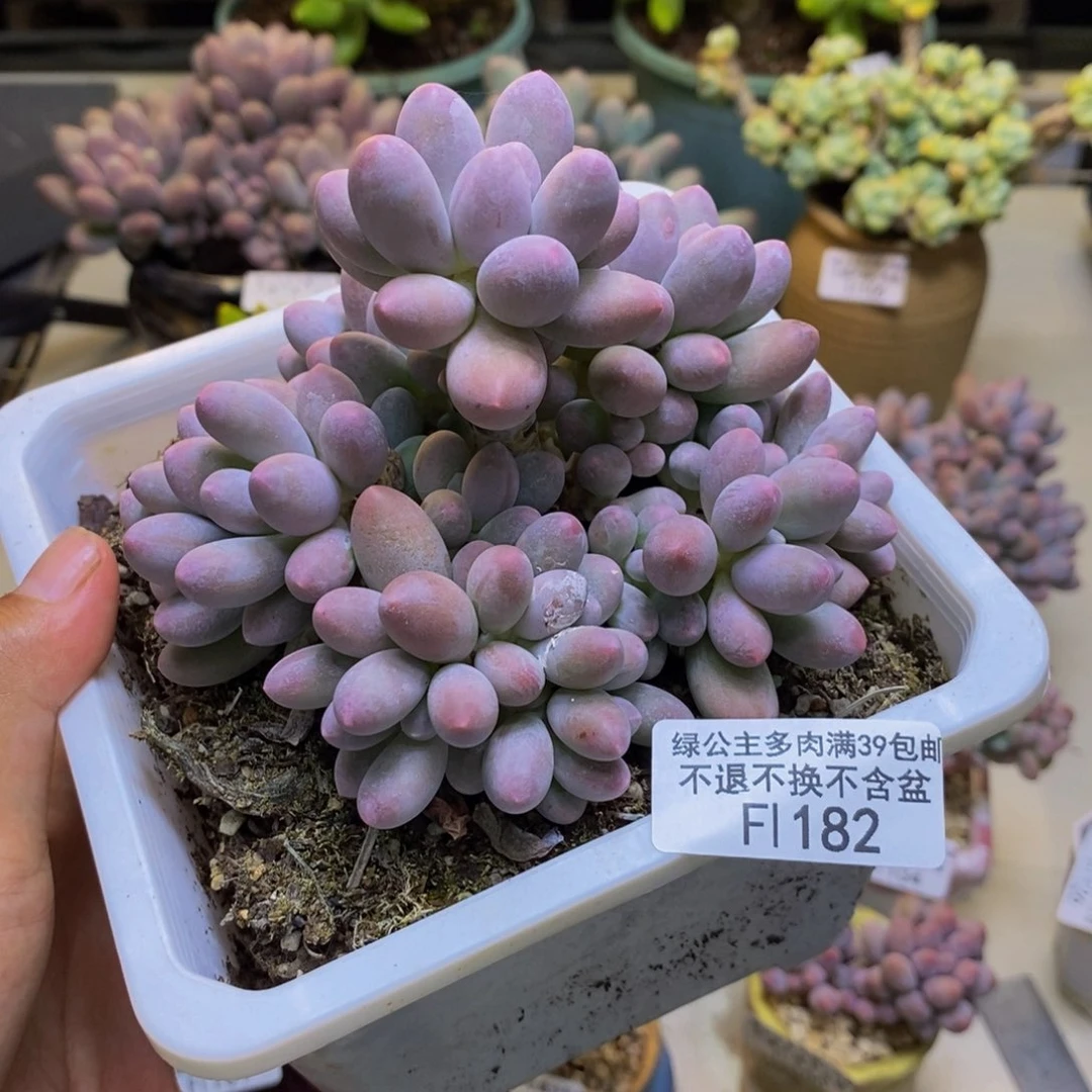 182丸叶汤圆多肉9cm