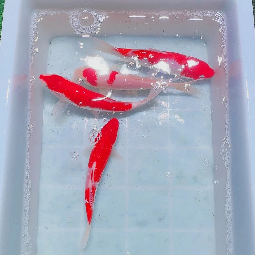 海水鱼血统锦鲤大放漏66