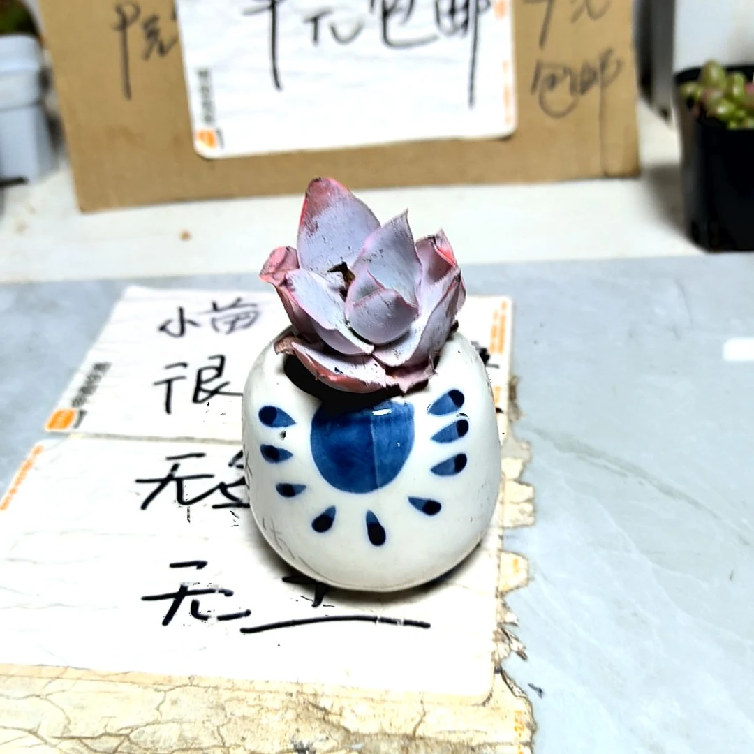 满9元包邮，广寒宫小苗