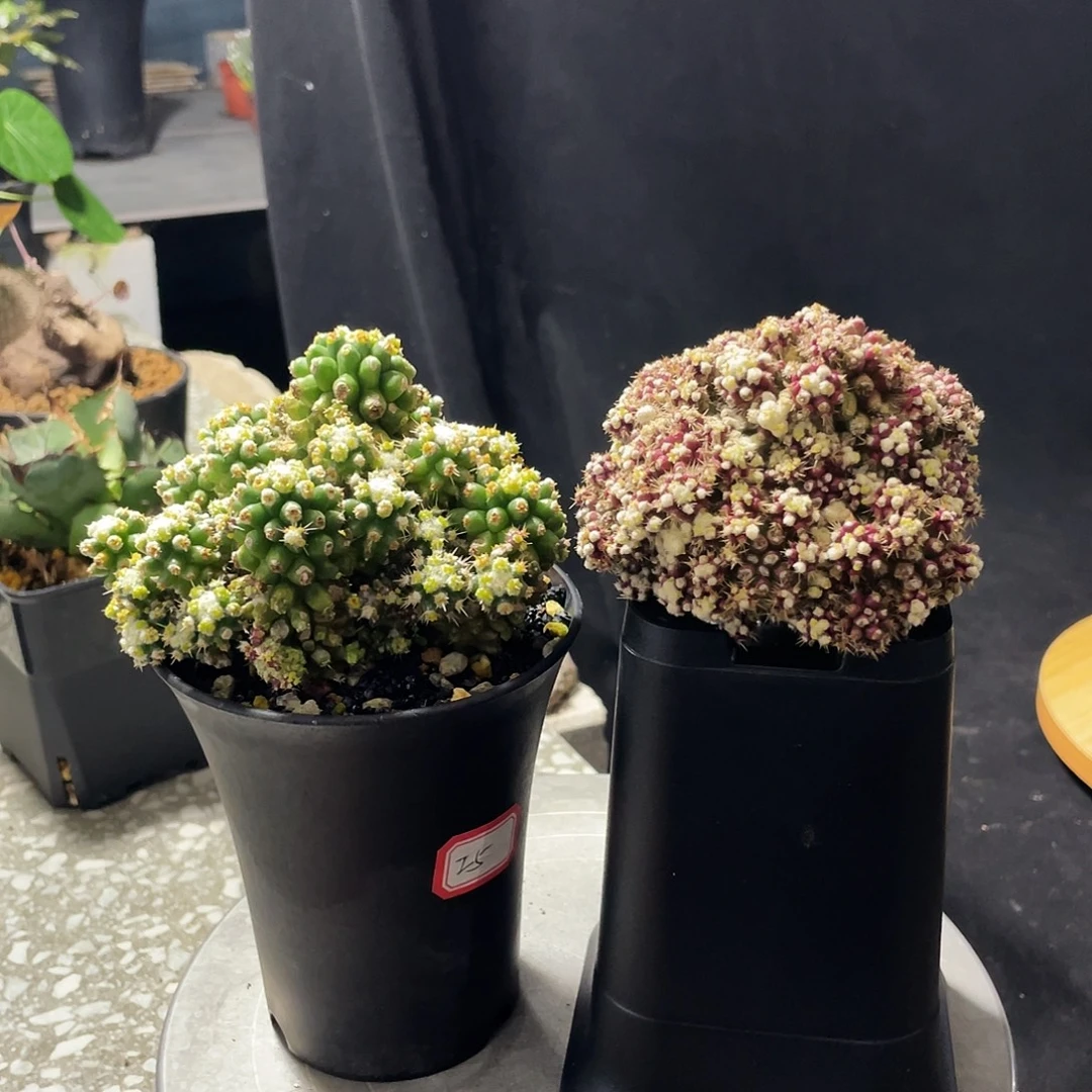 福利 66666966969966969666