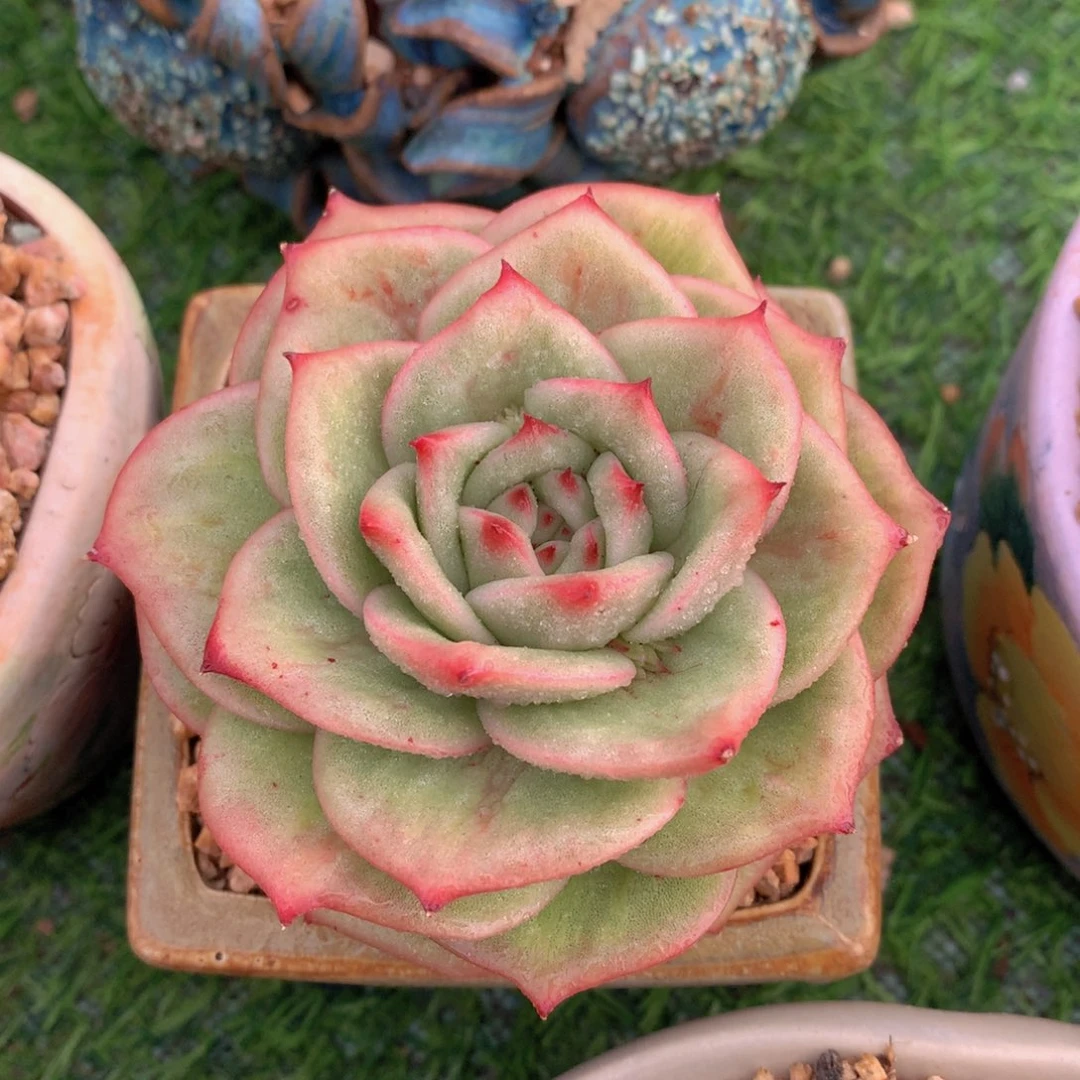 蔷薇锦10 公分一物一拍