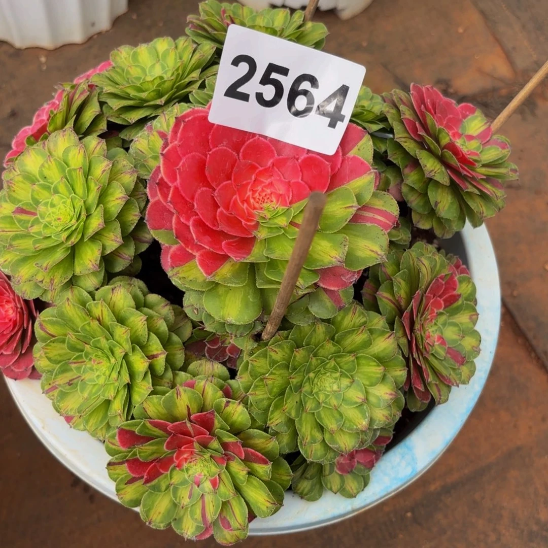 文***司2564多肉植物知否特价