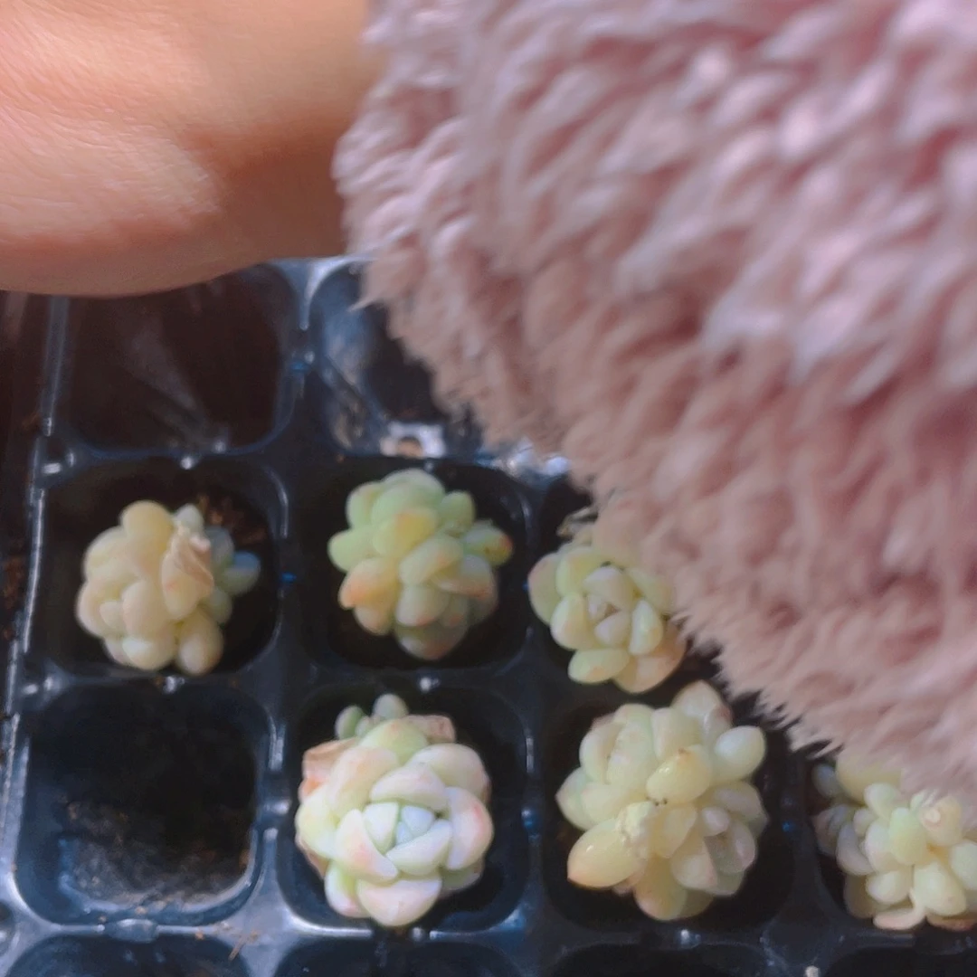 白体冰玉穴一个满25包邮