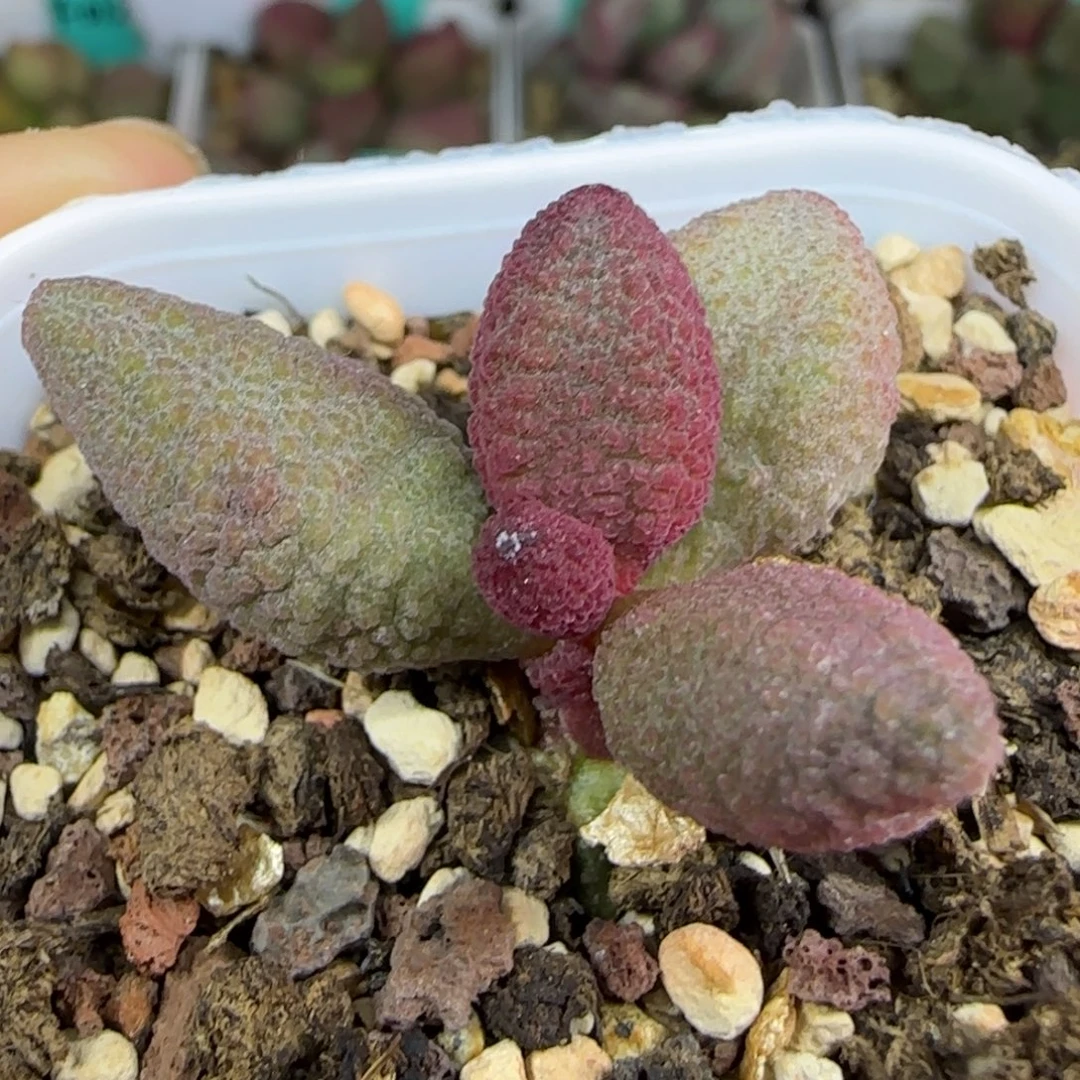 无花朵实生苗12号，带盆发