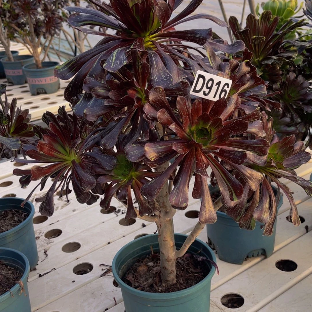 水墨丹青7//////33包邮