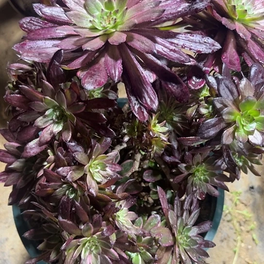 水墨单亲13号链接精品法师多肉