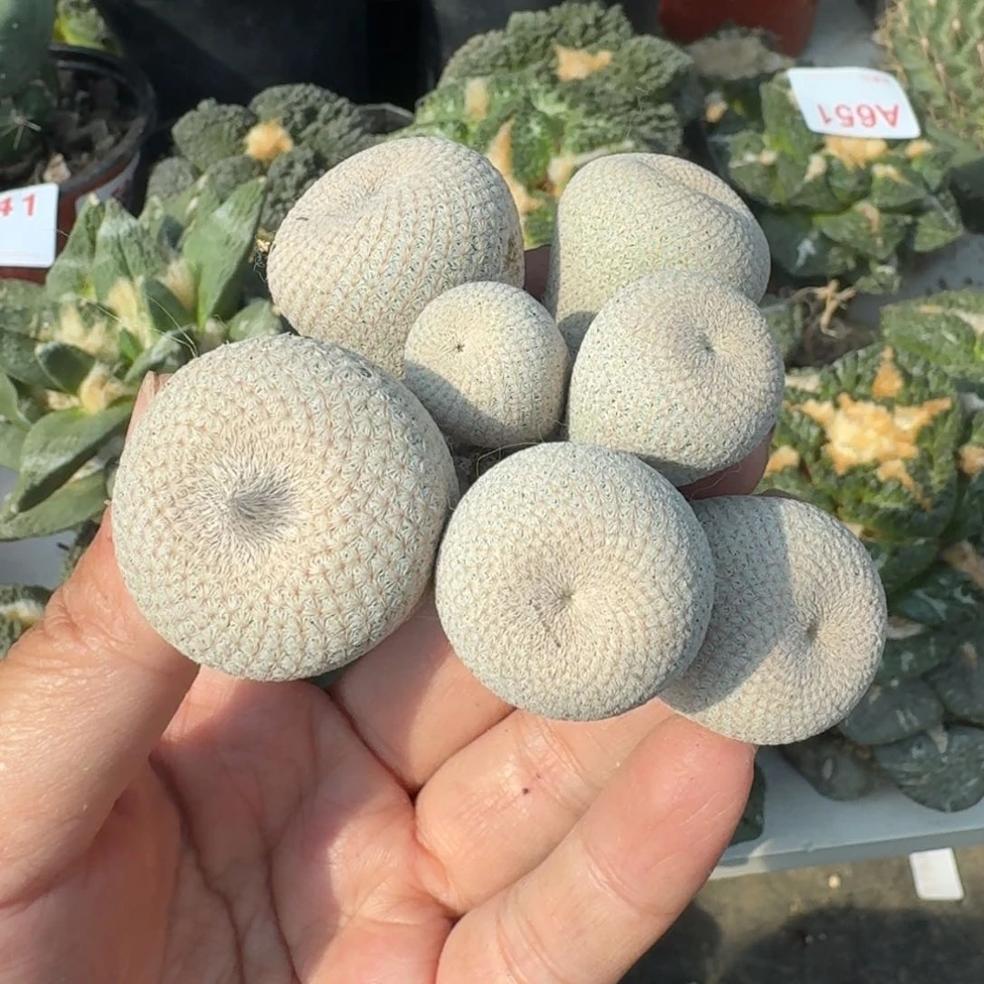 【闪购商品】群头自根小人帽