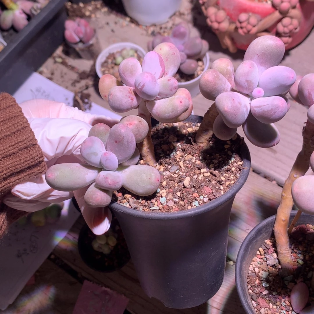 米可奶酪多肉，米可奶