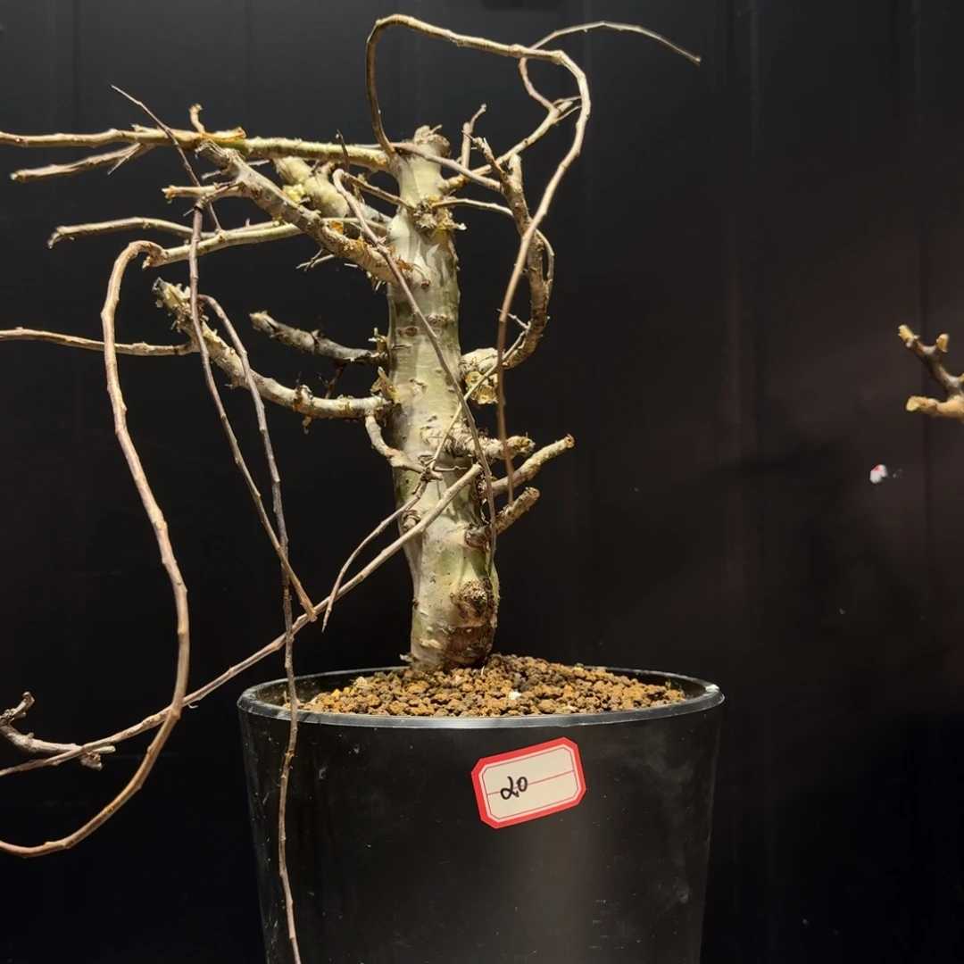 玛丽没药带盆土哈