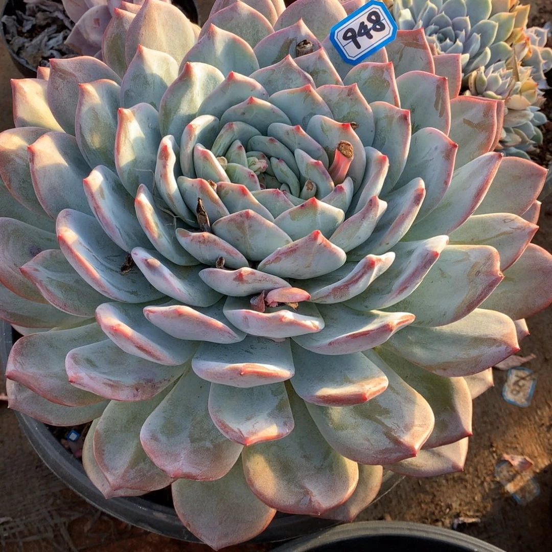 948蓝橙 一物一拍多肉