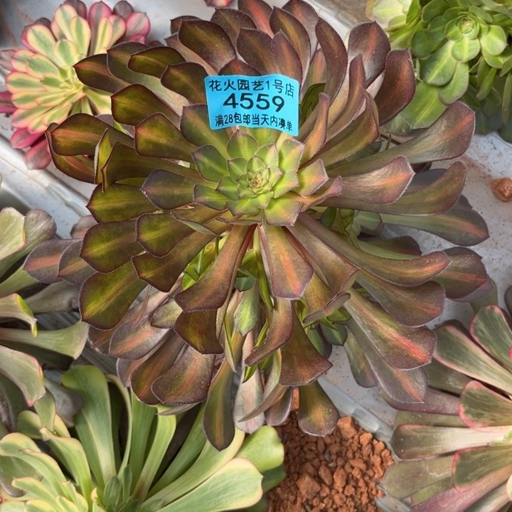 黑桐中班4559多肉植物