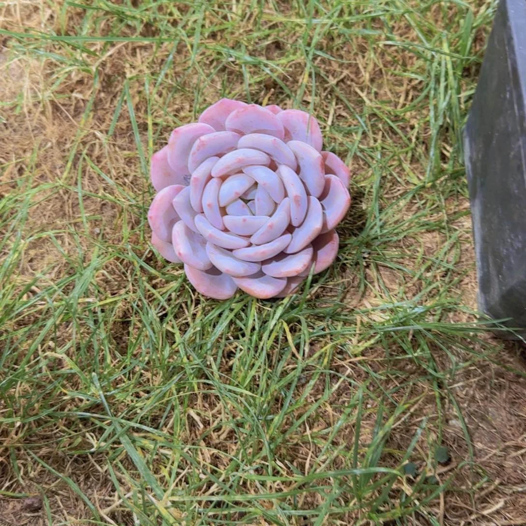 奶盖多肉植物 0000