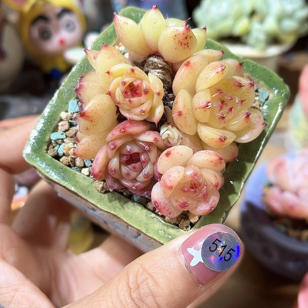 彩**虹515 多肉含盆土30元包邮除偏远