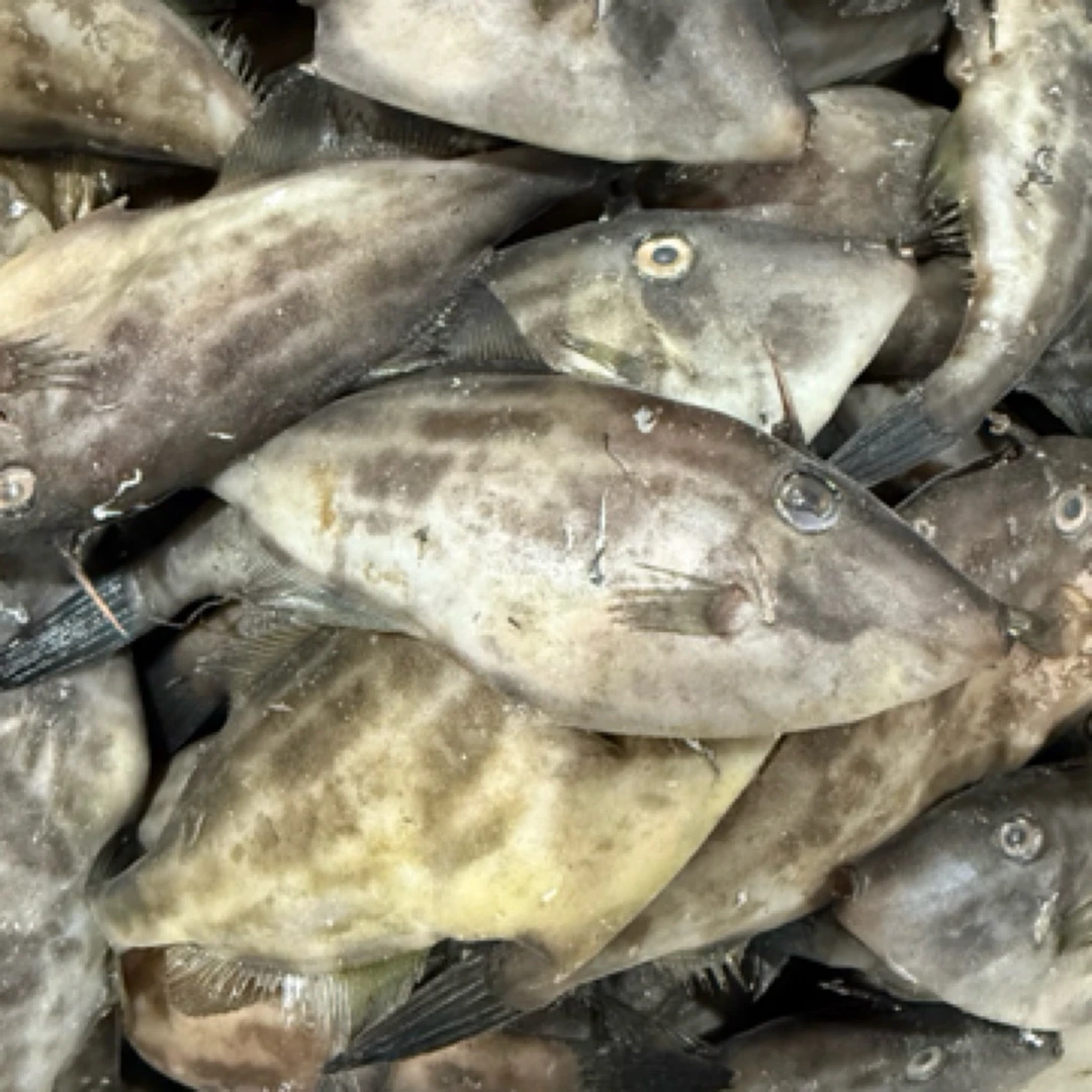四斤每份蓝鳍扒皮鱼马面鱼耗儿鱼，整鱼一斤十五条以内，顺丰包邮