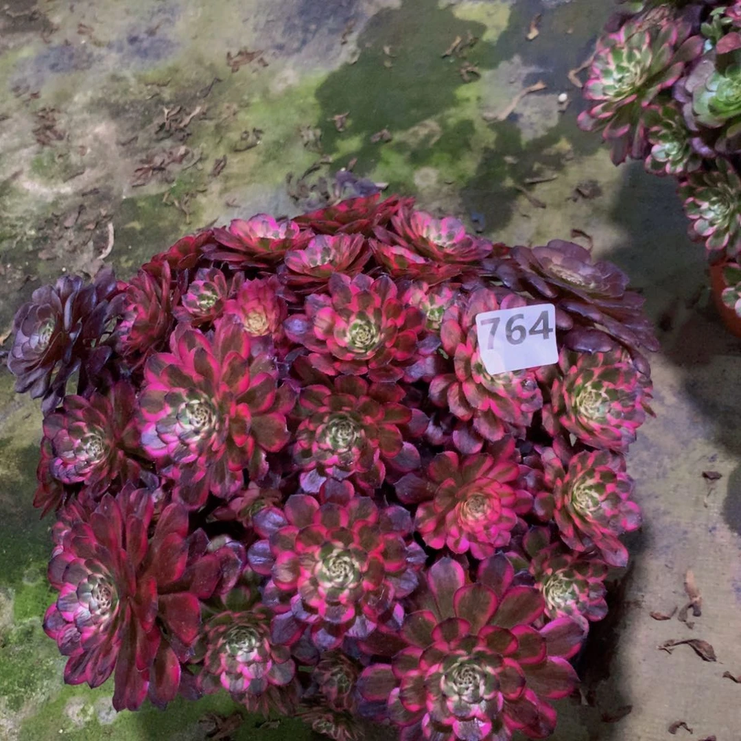 【闪购商品】老***3烟火76400000000000