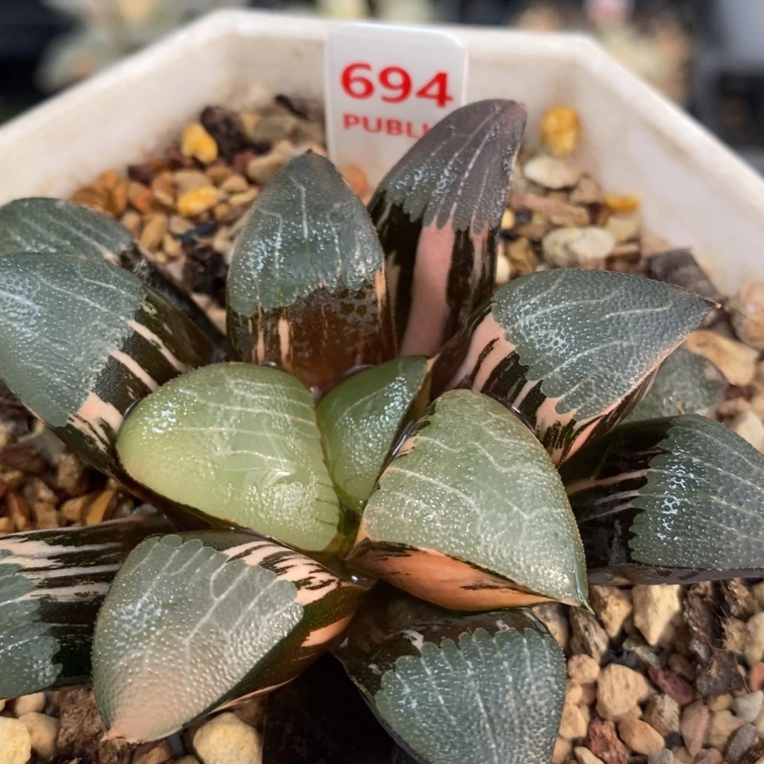 不开花植物694和田玉