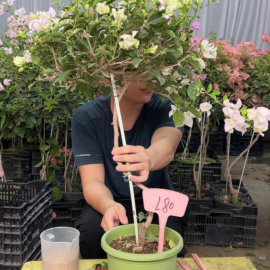 冰***忆当前无花栽培后可以开花L80苹果花